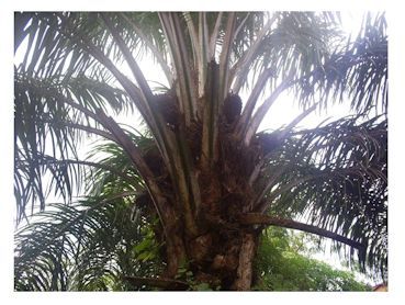 La palmera, árbol mágico en la cultura Tembo de la República Democrática del Congo