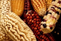 El papel del maíz en el México contemporáneo