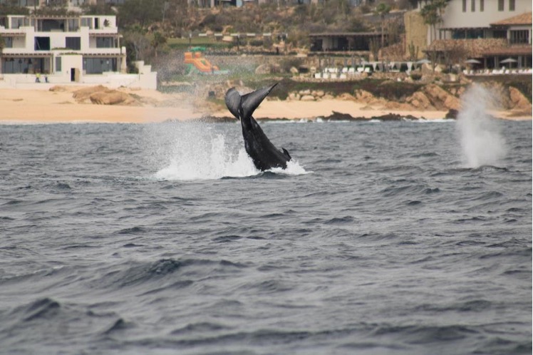 Avistamiento  de ballenas 