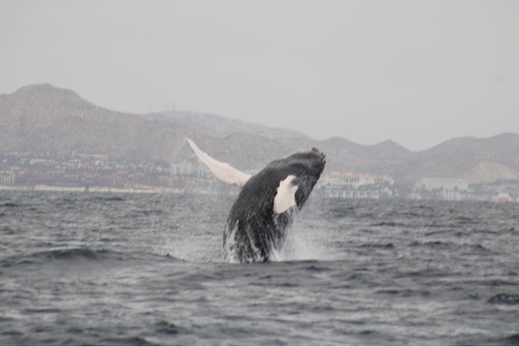 Avistamiento  de ballenas 