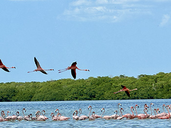 ¡Flamingos!