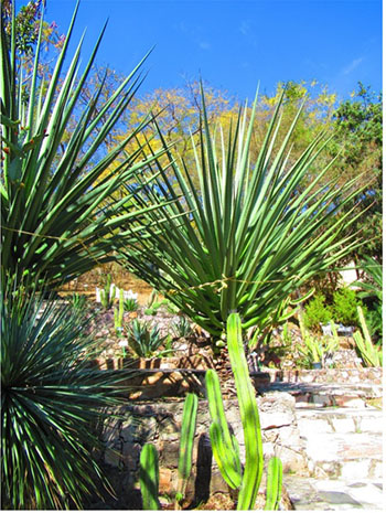 Las plantas de Taxco