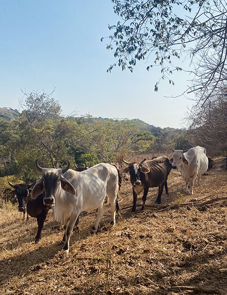 Manada en la colina