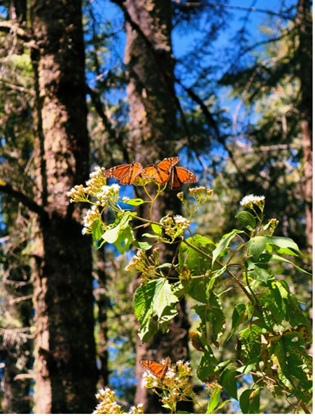 Mariposa Monarca
