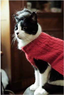 Mordecai, mi gato famoso
