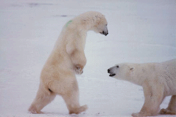 Los osos polares de Churchill
